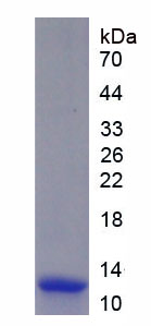 Active Macrophage Inflammatory Protein 1 Alpha (MIP1a)