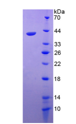 Active Macrophage Inflammatory Protein 3 Alpha (MIP3a)