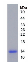 Active Macrophage Inflammatory Protein 3 Beta (MIP3b)