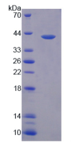 Active Prokineticin 2 (PK2)