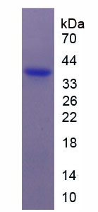 Active Prokineticin 2 (PK2)