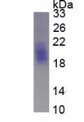 Active Stem Cell Factor (SCF)