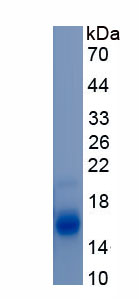 Active Transforming Growth Factor Beta 1 (TGFb1)