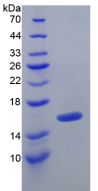 Active Transforming Growth Factor Beta 1 (TGFb1)