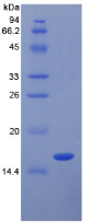 Active Transforming Growth Factor Beta 1 (TGFb1)