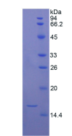 Active Transforming Growth Factor Beta 1 (TGFb1)