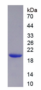 Active Tumor Necrosis Factor Alpha (TNFa)