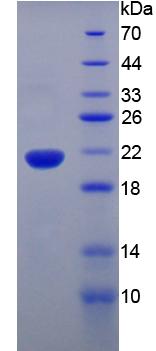 Active Tumor Necrosis Factor Alpha (TNFa)