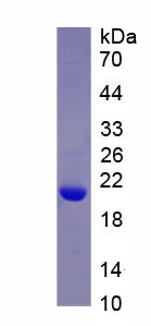 Active Tumor Necrosis Factor Alpha (TNFa)