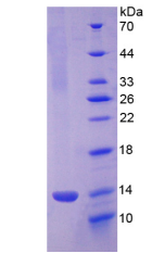 Active Platelet Factor 4 (PF4)