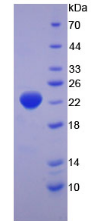 Active Interferon Alpha 2 (IFNa2)