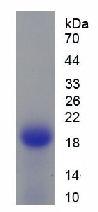 Active Transforming Growth Factor Beta 2 (TGFb2)