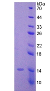 APA228Hu01.jpg