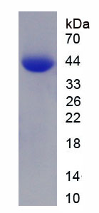 Active Galectin 9 (GAL9)