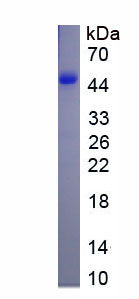 Active Galectin 9 (GAL9)