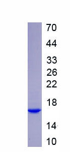 Active Galectin 9 (GAL9)