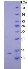 Active Interferon Gamma Induced Protein 10kDa (IP10)