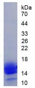 Active High Mobility Group Protein 1 (HMGB1)