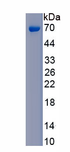 Active High Mobility Group Protein 1 (HMGB1)