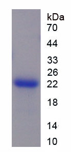 Active High Mobility Group Protein 1 (HMGB1)