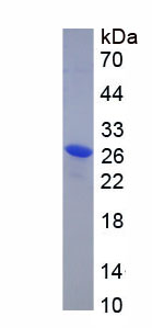 Active Kallikrein 9 (KLK9)