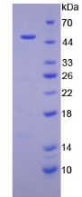 Active Myoglobin (MYO)