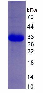 Active Protein Kinase R (PKR)