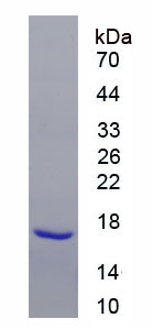 Active Platelet Derived Growth Factor Subunit A (PDGFA)