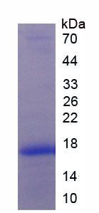 Active Platelet Derived Growth Factor Subunit A (PDGFA)