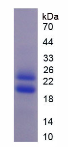 Active Fibroblast Growth Factor 2, Basic (FGF2)