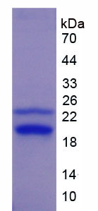 Active Fibroblast Growth Factor 2, Basic (FGF2)