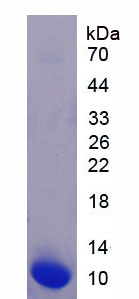 Active Epidermal Growth Factor (EGF)