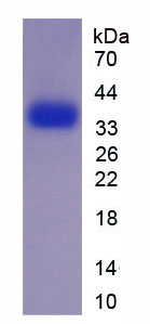 Active Epidermal Growth Factor (EGF)