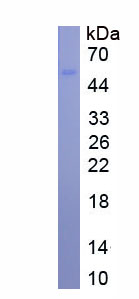 Active Bone Morphogenetic Protein 1 (BMP1)