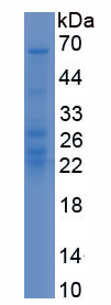 Active Toll Like Receptor 2 (TLR2)
