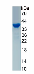 Active Homing Associated Cell Adhesion Molecule (HCAM)