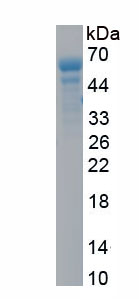 Active Homing Associated Cell Adhesion Molecule (HCAM)