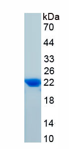 Active Homing Associated Cell Adhesion Molecule (HCAM)