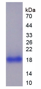 Active Cluster Of Differentiation 14 (CD14)