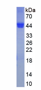 Active Cluster Of Differentiation 14 (CD14)