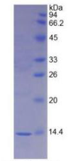 Active Macrophage Migration Inhibitory Factor (MIF)