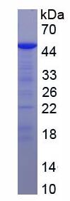 Active Heparanase (HPSE)