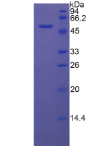 Active Dickkopf Related Protein 1 (DKK1)