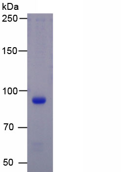 Active Epidermal Growth Factor Receptor (EGFR)