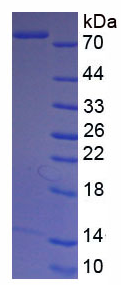 Active Lactoferrin (LTF)