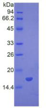 Active Bone Morphogenetic Protein 7 (BMP7)