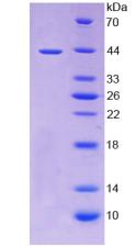 Active Tumor Necrosis Factor Receptor Superfamily, Member 12A (TNFRSF12A)