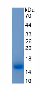 APA817Hu01.jpg