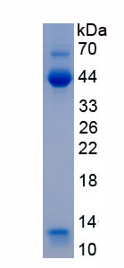 Active Inhibin Beta A (INHbA)