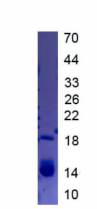 Active Tumor Necrosis Factor Ligand Superfamily, Member 18 (TNFSF18)